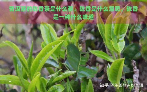 普洱茶的陈香茶是什么茶，陈香是什么意思，陈香是一种什么味道