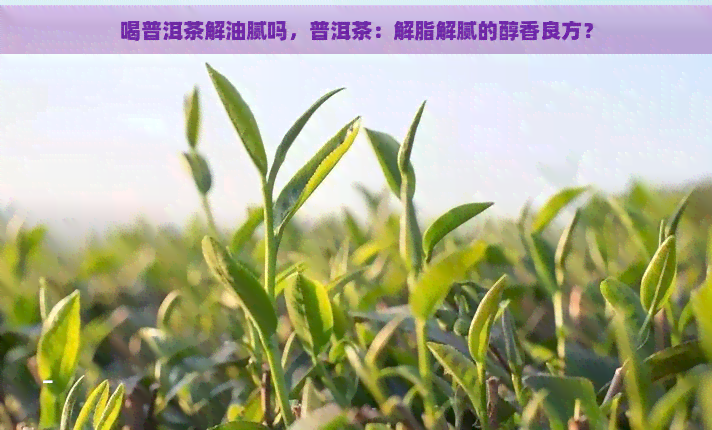 喝普洱茶解油腻吗，普洱茶：解脂解腻的醇香良方？