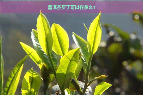 普洱茶买了可以存多久？