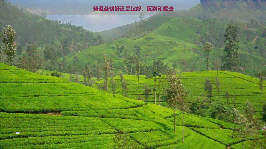 普洱茶饼好还是坨好，区别和喝法