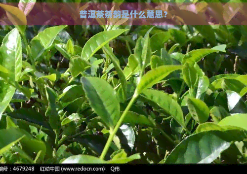 普洱茶茶韵是什么意思？