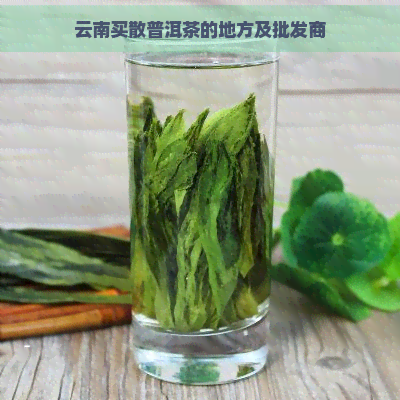 云南买散普洱茶的地方及批发商