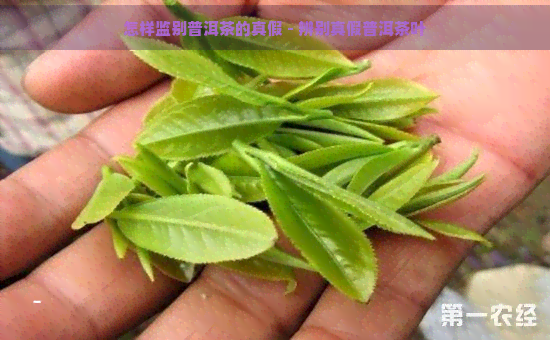 怎样监别普洱茶的真假 - 辨别真假普洱茶叶