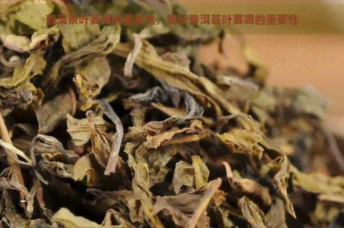 普洱茶叶萎凋的重要性，揭示普洱茶叶萎凋的重要性