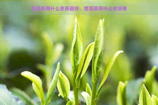 普洱茶用什么煮茶器好，普洱茶用什么煮好喝