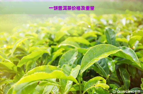 一饼普洱茶价格及重量