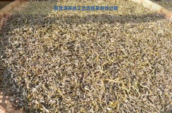 熟普洱茶的工艺流程及制作过程