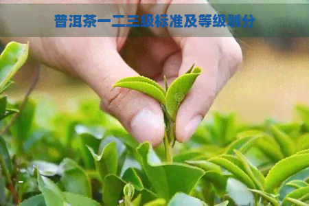 普洱茶一二三级标准及等级划分