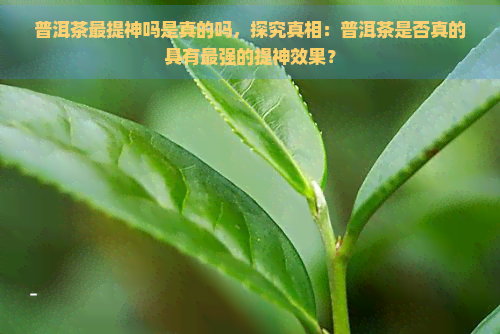 普洱茶最提神吗是真的吗，探究真相：普洱茶是否真的具有最强的提神效果？