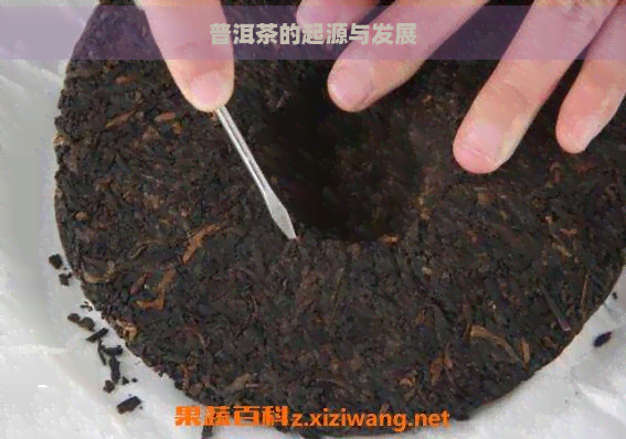 普洱茶的起源与发展