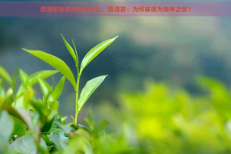 普洱茶能敬神吗为什么，普洱茶：为何被视为敬神之饮？