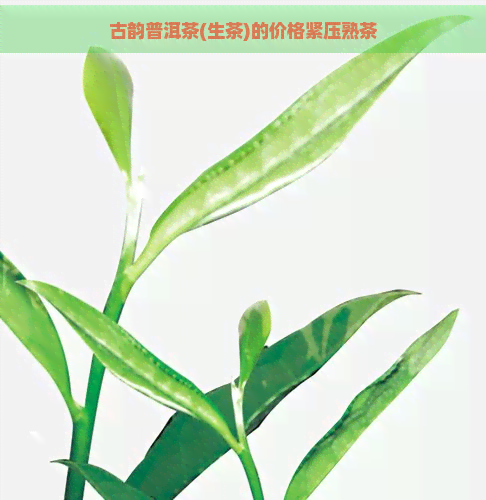 古韵普洱茶(生茶)的价格紧压熟茶