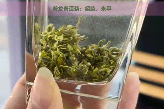 普龙普洱茶：绍荣，永平