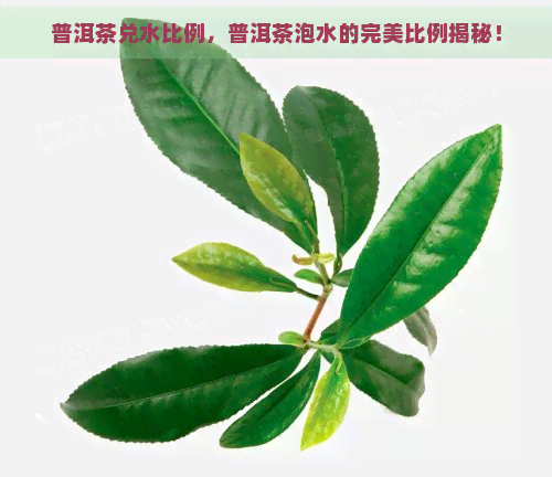 普洱茶兑水比例，普洱茶泡水的完美比例揭秘！