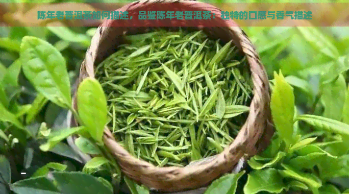 陈年老普洱茶如何描述，品鉴陈年老普洱茶：独特的口感与香气描述