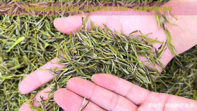 糯米香普洱茶哪个牌子好，探寻糯米香普洱茶的：你需要知道的推荐