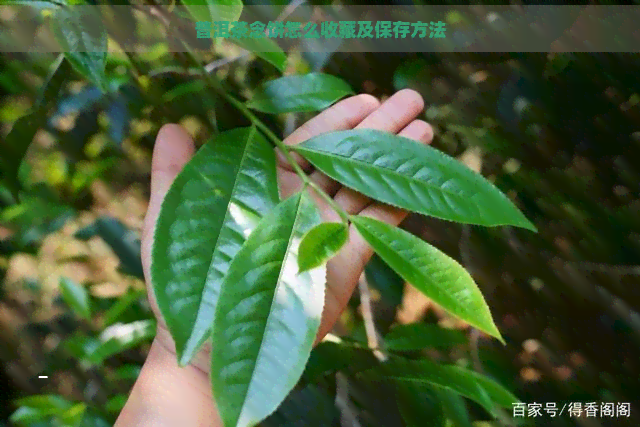 普洱茶念饼怎么收藏及保存方法