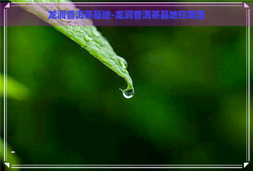 龙润普洱茶基地-龙润普洱茶基地在哪里