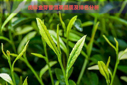 虎标金芽普洱茶品质及排名分析