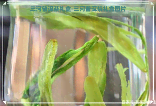 三河普洱茶礼盒-三河普洱茶礼盒图片