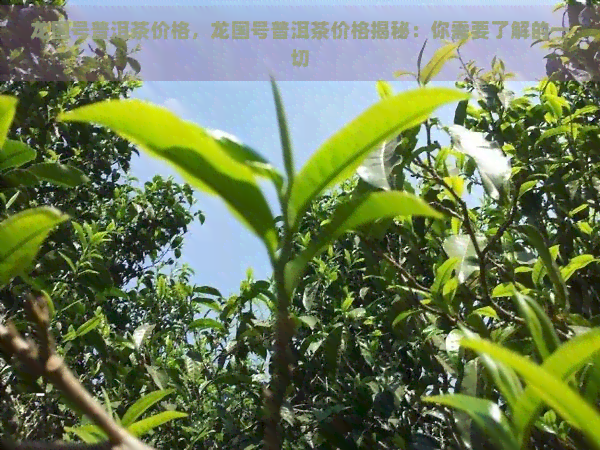 龙国号普洱茶价格，龙国号普洱茶价格揭秘：你需要了解的一切