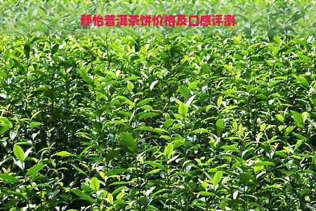 静怡普洱茶饼价格及口感评测