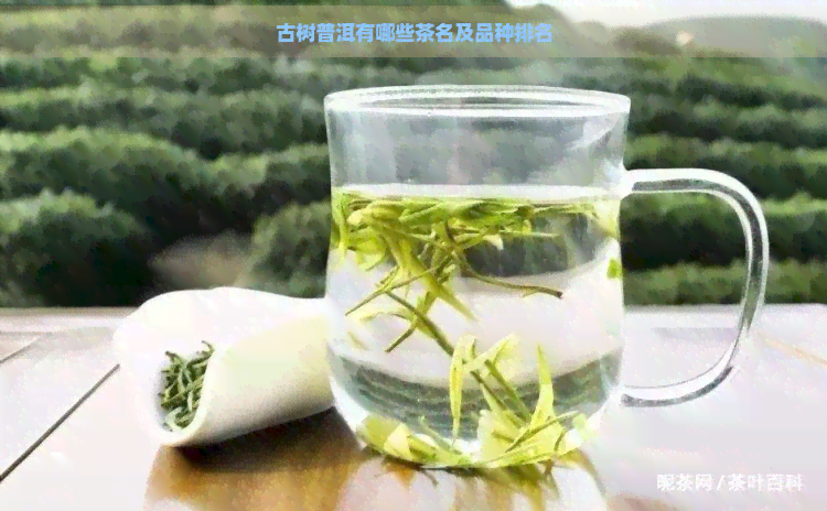 古树普洱有哪些茶名及品种排名