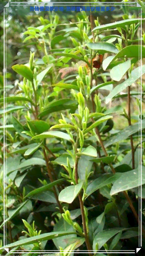 熟砖普洱茶价格-熟砖普洱茶价格是多少