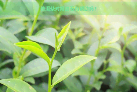 普洱茶对肾结石有帮助吗？