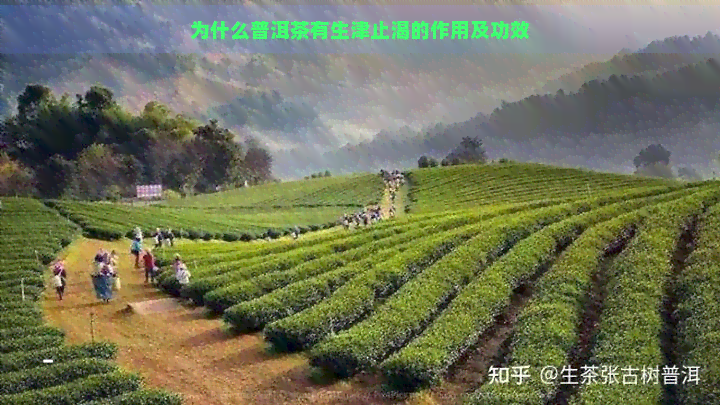 为什么普洱茶有生津止渴的作用及功效