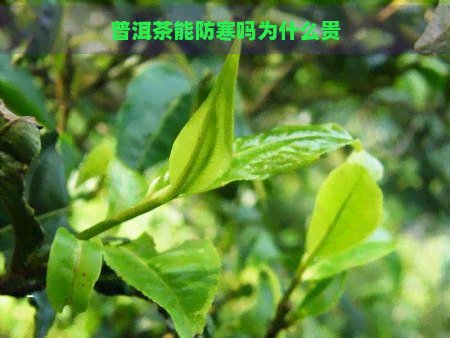 普洱茶能防寒吗为什么贵