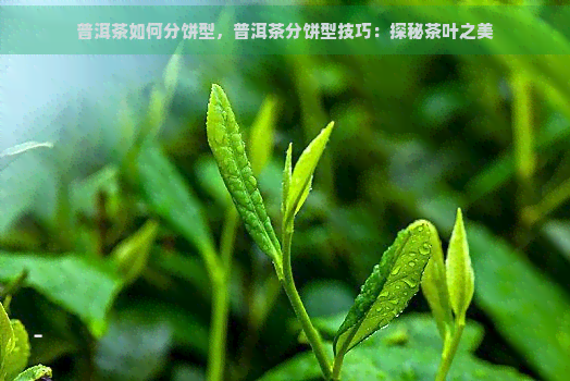 普洱茶如何分饼型，普洱茶分饼型技巧：探秘茶叶之美