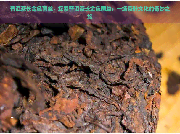 普洱茶长金色菌丝，探索普洱茶长金色菌丝：一场茶叶文化的奇妙之旅