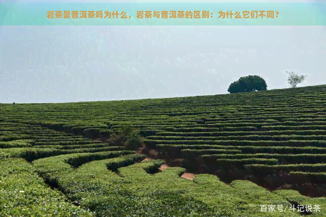 岩茶是普洱茶吗为什么，岩茶与普洱茶的区别：为什么它们不同？