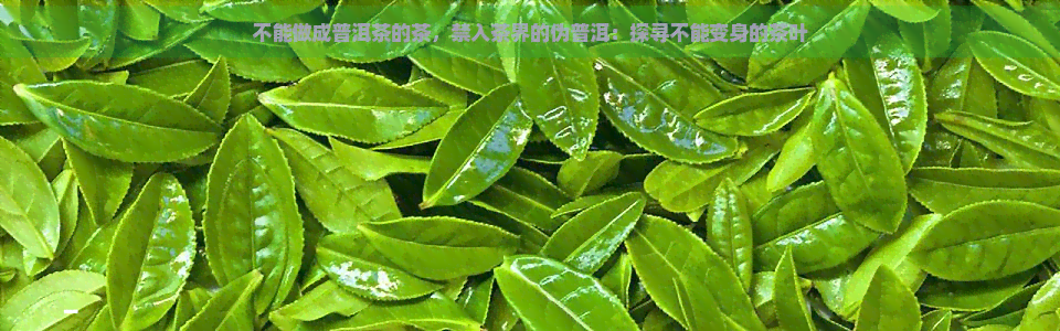 不能做成普洱茶的茶，禁入茶界的伪普洱：探寻不能变身的茶叶