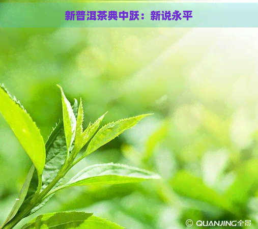 新普洱茶典中跃：新说永平