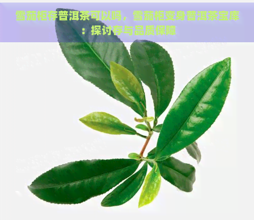 雪茄柜存普洱茶可以吗，雪茄柜变身普洱茶宝库：探讨存与品质保障