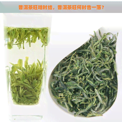 普洱茶旺啥时结，普洱茶旺何时告一落？