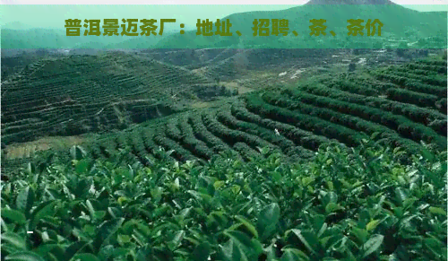 普洱景迈茶厂：地址、招聘、茶、茶价