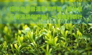 细叶皇后普洱茶年产量，细叶皇后普洱茶年产量：一年中的茶叶宴