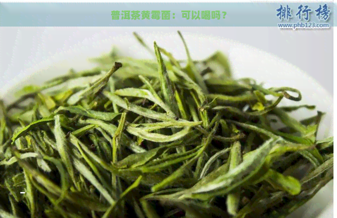 普洱茶黄霉菌：可以喝吗？