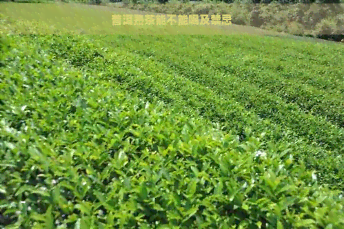 普洱熟茶能不能喝及禁忌