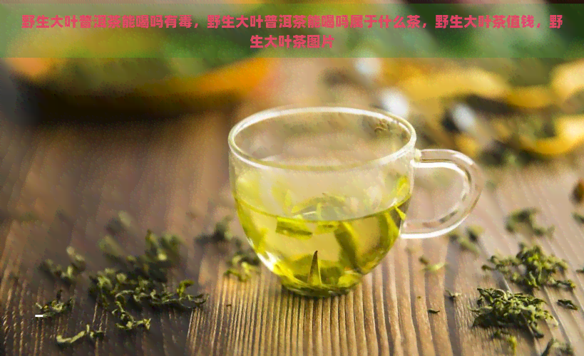 野生大叶普洱茶能喝吗有，野生大叶普洱茶能喝吗属于什么茶，野生大叶茶值钱，野生大叶茶图片