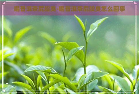 喝普洱茶屁股臭-喝普洱茶屁股臭怎么回事