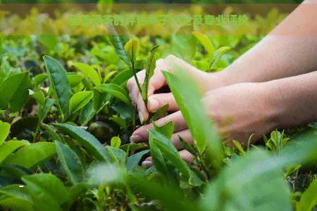 品普洱茶的评论句子大全及专业评价