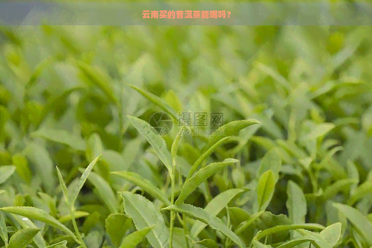 云南买的普洱茶能喝吗？