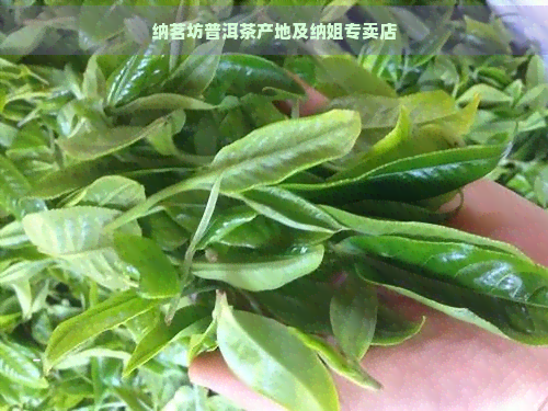 纳茗坊普洱茶产地及纳姐专卖店