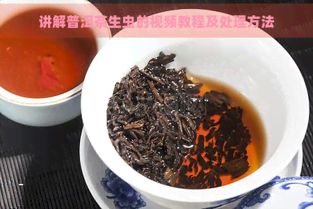 讲解普洱茶生虫的视频教程及处理方法