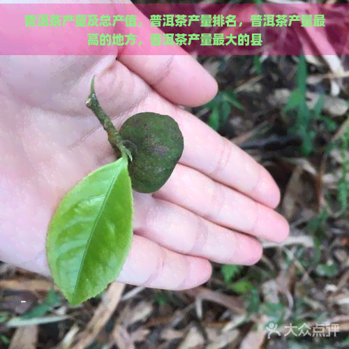 普洱茶产量及总产值，普洱茶产量排名，普洱茶产量更高的地方，普洱茶产量更大的县