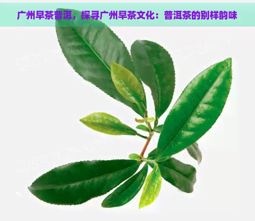 广州早茶普洱，探寻广州早茶文化：普洱茶的别样韵味